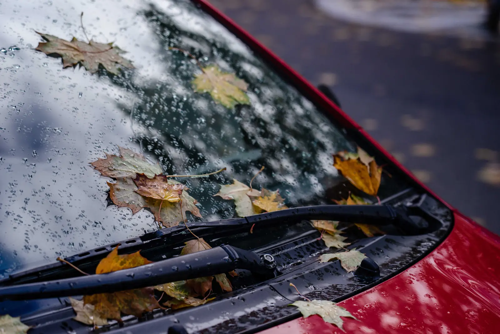 Raindrops and autumn leaves on a windshield and its wipers
